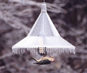 The Mandarin Hanging Squirrel Baffle also acts as weather guard