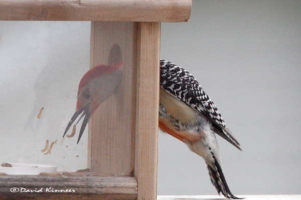 Red Bellied Woodpecker at the mealworm feeder