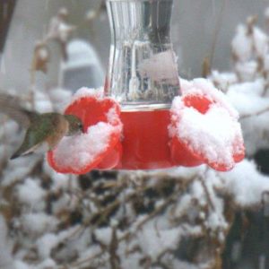 The sprites have been known to stick around hummingbird feeders even in the snow!