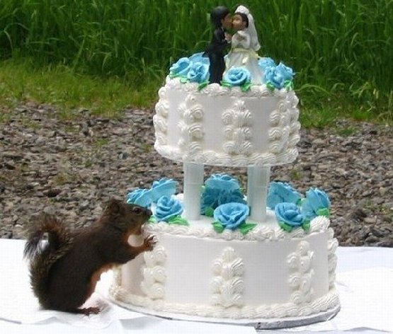 Thinks wedding cake is one of those new squirrel feeders!