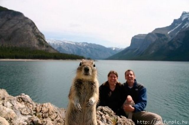 posing for a portrait... squirrels just wanna have fun... feeders or not!