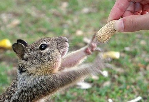 not just squirrel feeders, they'll hit every single one around!