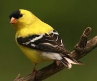 Goldfinches are inundating thistle feeders this season