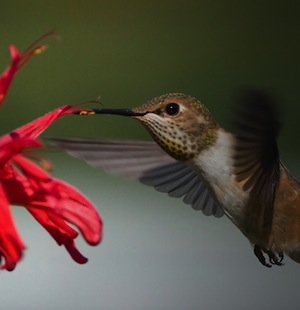 Other native plants provide nectar rather than seed