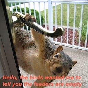 no squirrels at this window bird feeder!