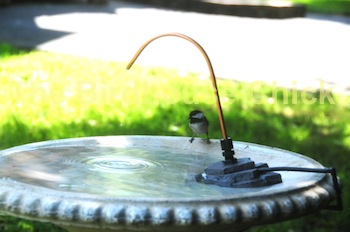 Copper bird bath dripper