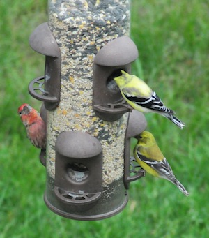 Goldfinches are known to eat small seeds other than those from a nyjer feeder