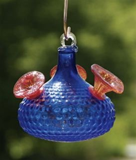 Cobalt Radiance was one one of the cooler bird brain hummingbird feeders