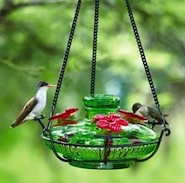 Are you seeing smaller numbers at your Hummingbird Feeders this year?