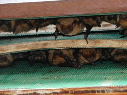 Look for bat Houses that are OBC approved