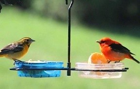 an open dish mealworm feeder accommodates a variety of treats for wild birds