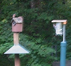 Use a squirrel baffle to protect birdhouses too