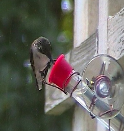 tiny window hummingbird feeder set lets you train the birds for hand feeding