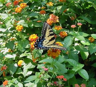 Swallowtail on lantana with leaf mister nearby