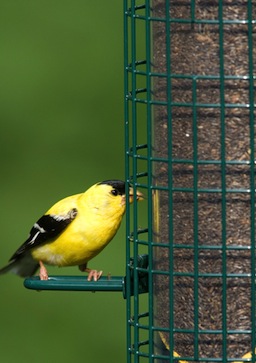 The Fall Finch Forecast at 10,000 Birds and your nyjer feeder