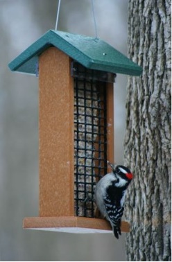 Double Suet Feeder works for peanuts, nesting material and fruit in summer.