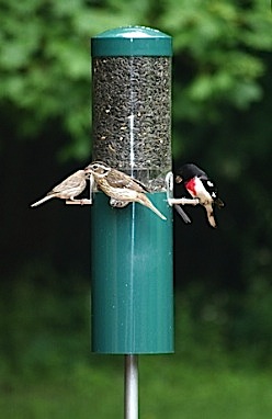 Solid bird feeder includes pole and squirrel baffle