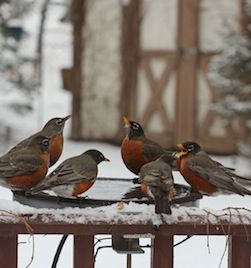 Robins gather at a heated bath on a frigid day