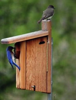 Male Eastern Bluebird scopes out this bluebird house while a Phoebe's perched on top