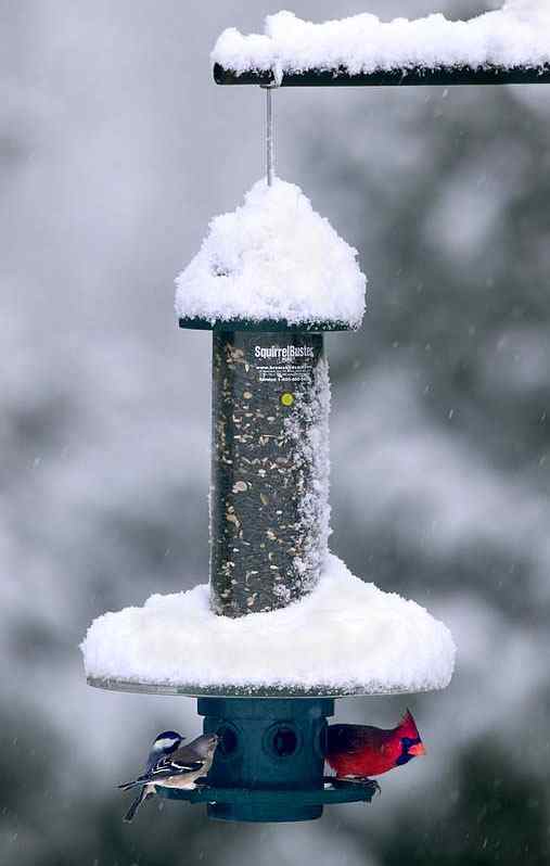 The ultimate in squirrel proof bird feeders, there's a new weather guard for the Squirrel Busters