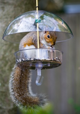 Squirrel Baffles and Weather Guards are not the same