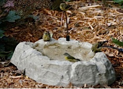 bird baths