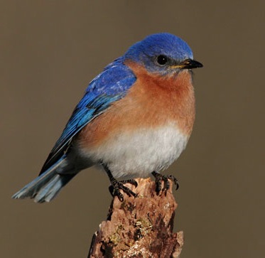 Eastern Bluebirds are house hunting