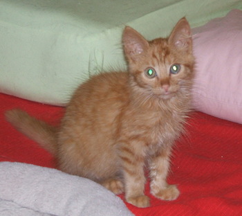 sammy's arrival-he fancied the orange tabby wood birdhouse