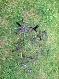 Feathers found beneath the tube bird feeder likely belonged to a cat bird