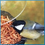 mealworm feeder