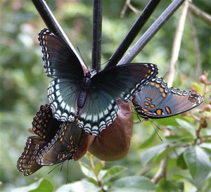 butterflies adore over-ripe fruit, offered here on a staked hanging feeder