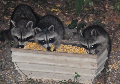 squirrel raccoons feeders