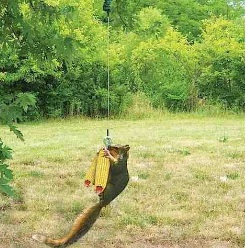 Bungees make for really fun squirrel feeders!