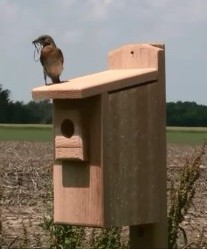 This bluebird nest box would benefit from a squirrel baffle