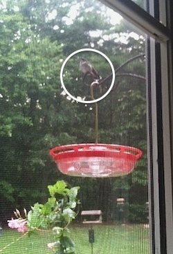 A tiny sprite perched at her window hummingbird feeder