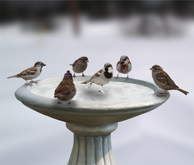 skating-birds-birdbaths