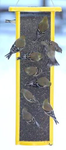 Finch Feeder with all-over screen