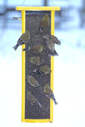 Snowd days create a frenzy at thistle feeders