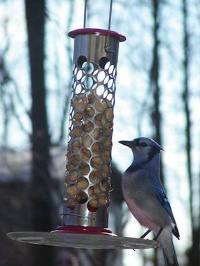 Happy blue jay perches at whole peanut bird feeder
