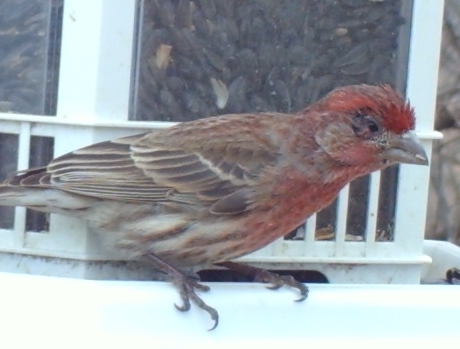 Sick House Finch at Sunflower Feeder