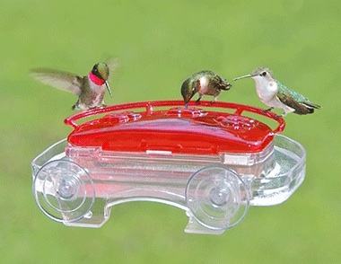 Window hummingbird feeders see lots of activity