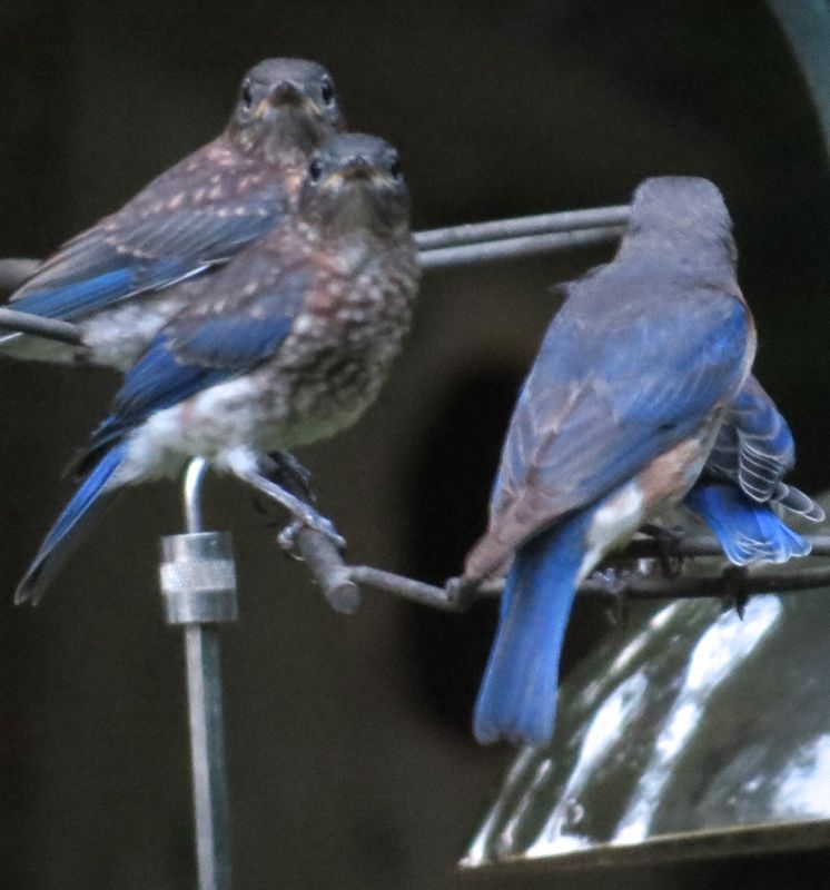 Bluebird Fledges learning the mealworm feeder