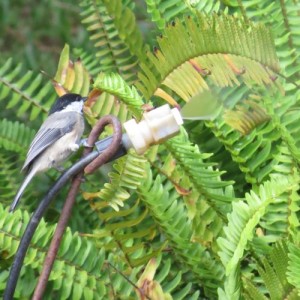 chickadee at leaf mister