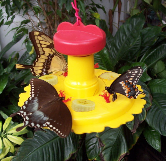 hanging butterfly feeder in use