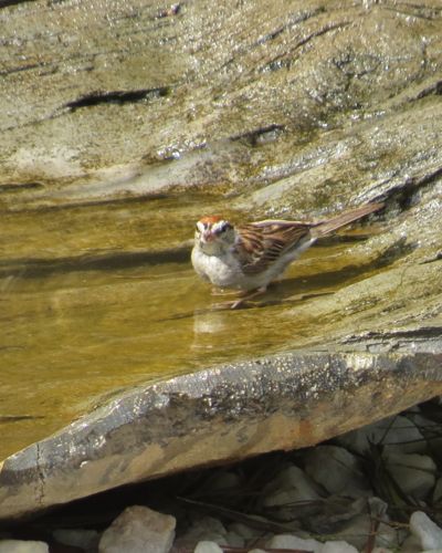 Natural texture birdbath but water is too warm