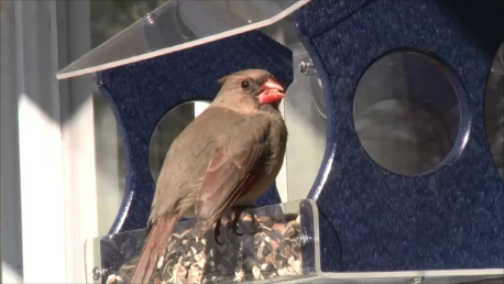 Cardinal enjoying seed mix at recycled window bird feeder