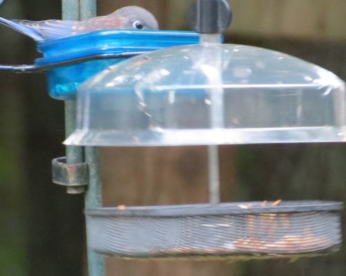 Mealworm feeders with juvenile bluebird