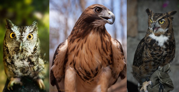 Learn all about raptors up close and personal
