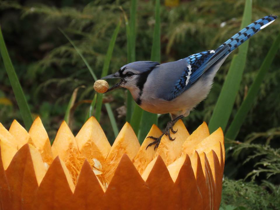 Thanksgiving Leftovers for birds