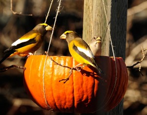 hanging pumpkin hopper bird feeder